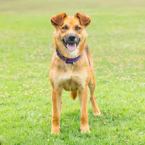 Jada - German Shepherd Dog