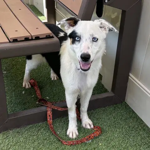 Sora - Australian Shepherd