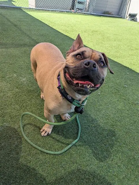 Wicked - Bulldog