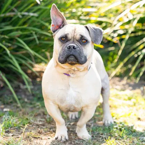 Wicked - Bulldog