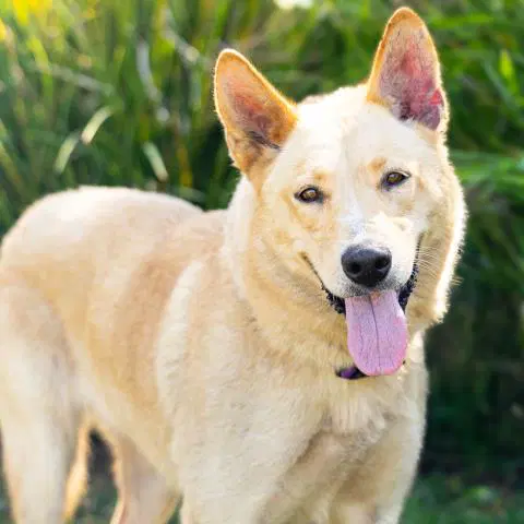 Tawny - German Shepherd Dog