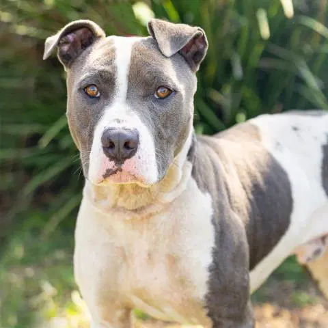 Harley - Pit Bull Terrier