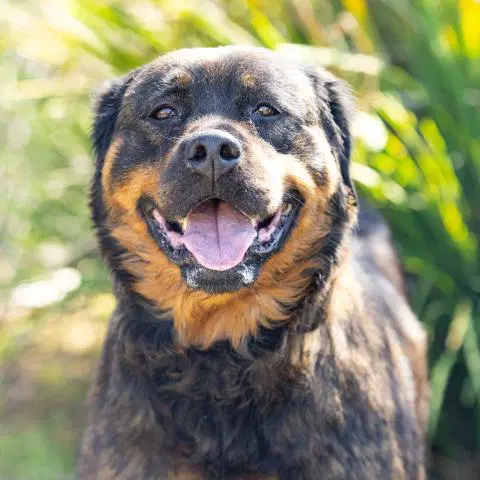 Keba - Rottweiler