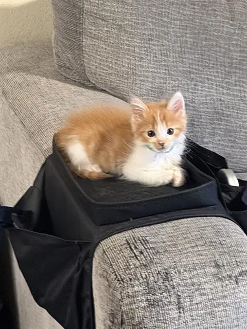 Ricky - Domestic Short Hair
