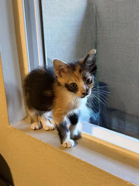 Charli - Domestic Short Hair