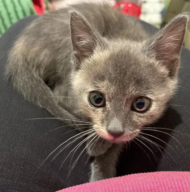 Lala - Domestic Short Hair