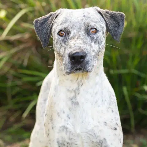 Swirls - Australian Cattle Dog/Blue Heeler