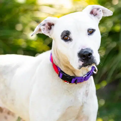 Bambee - Pit Bull Terrier