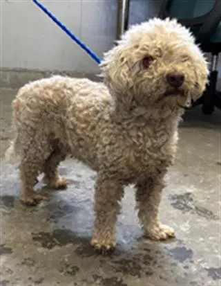 Simon image 1