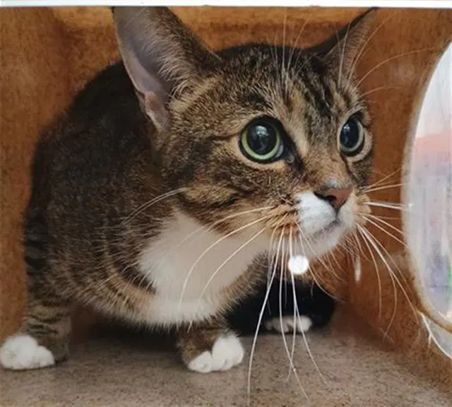 Unknown - Domestic Short Hair