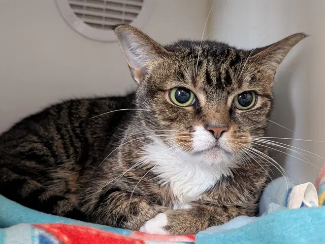 Unknown - Domestic Short Hair