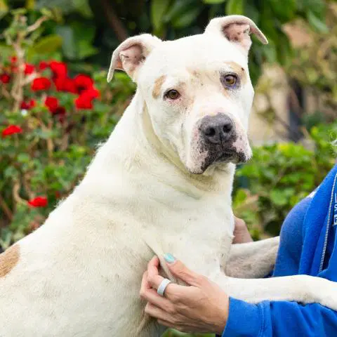 Churro - Pit Bull Terrier