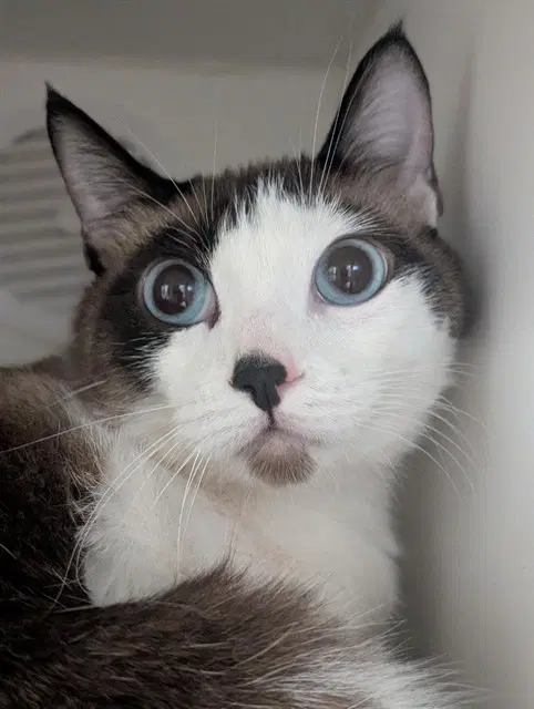 Loki - Snowshoe