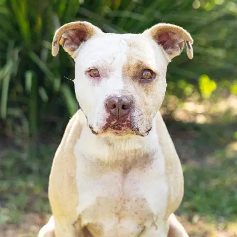 Rufus - Pit Bull Terrier