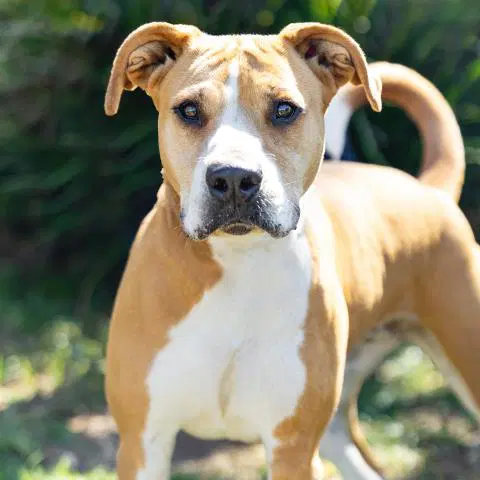 Flocka - Pit Bull Terrier