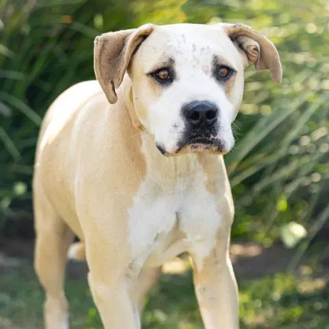 Scooch - Pit Bull Terrier