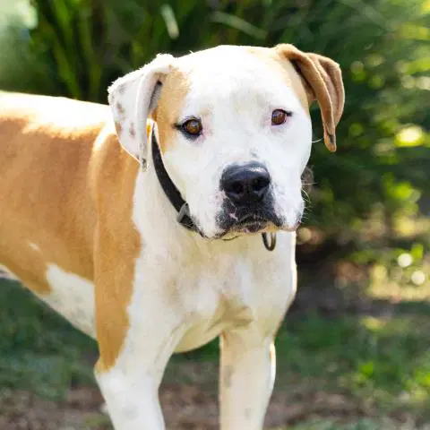 Doug - Pit Bull Terrier