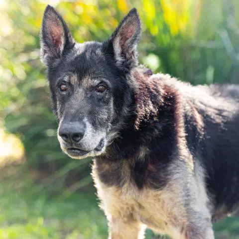 Max - German Shepherd Dog
