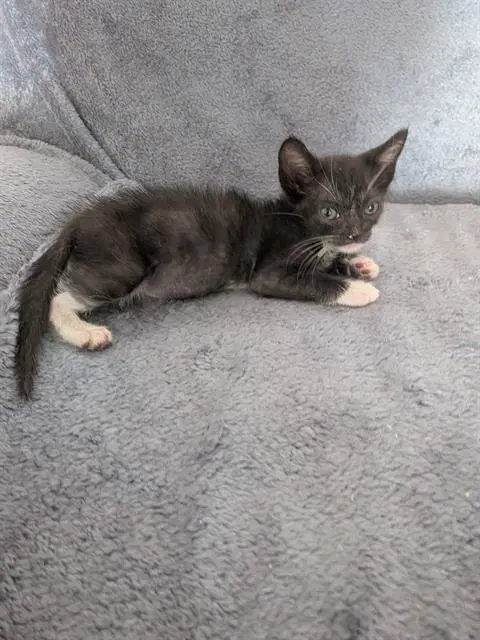 Toulouse - Domestic Short Hair