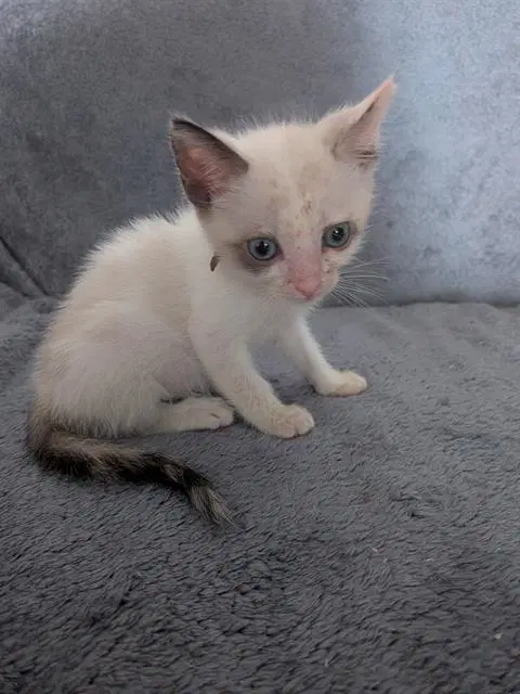 Marie - Domestic Short Hair