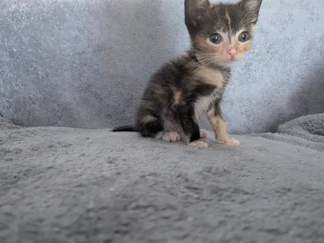 Berlioz - Domestic Short Hair