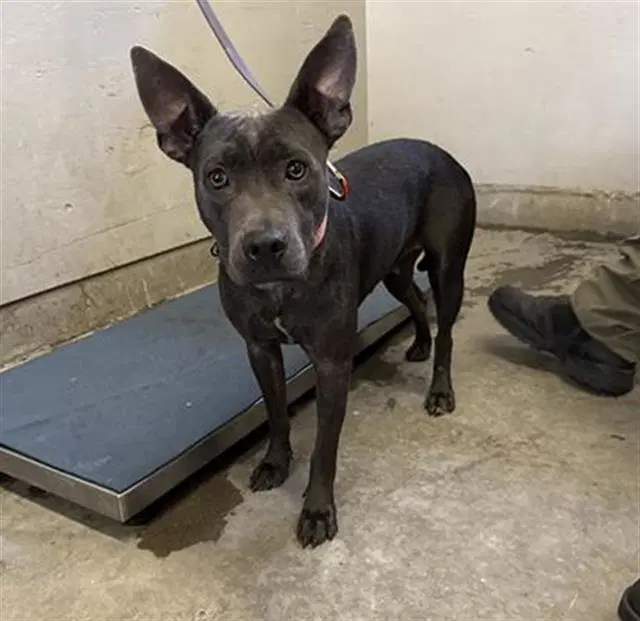 Unknown - Pit Bull Terrier