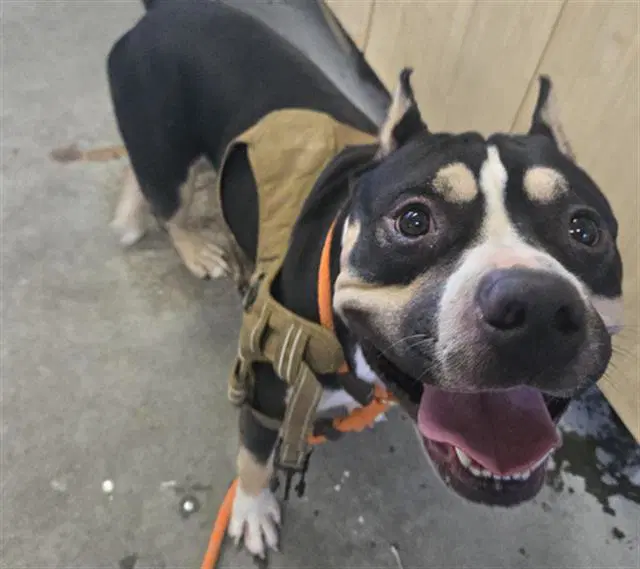 Unknown - American Pit Bull Terrier