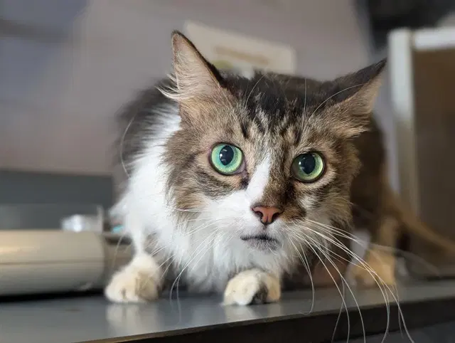 Unknown - Domestic Medium Hair