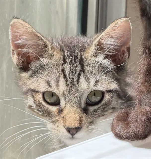 Winchester - Domestic Short Hair