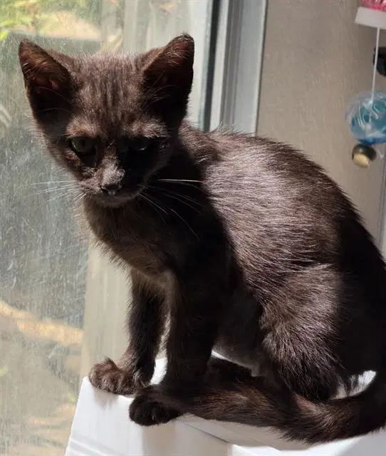 Remington - Domestic Short Hair