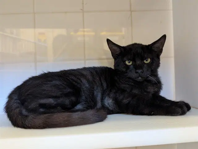 Remington - Domestic Short Hair