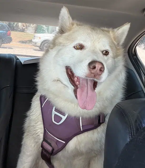 Lyla - Siberian Husky