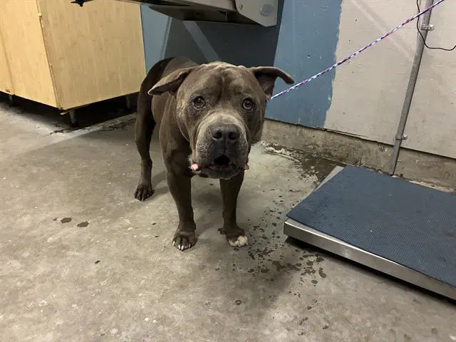 Bubba Boy - Pit Bull Terrier