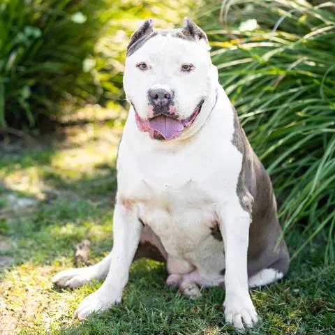 Unknown - Pit Bull Terrier