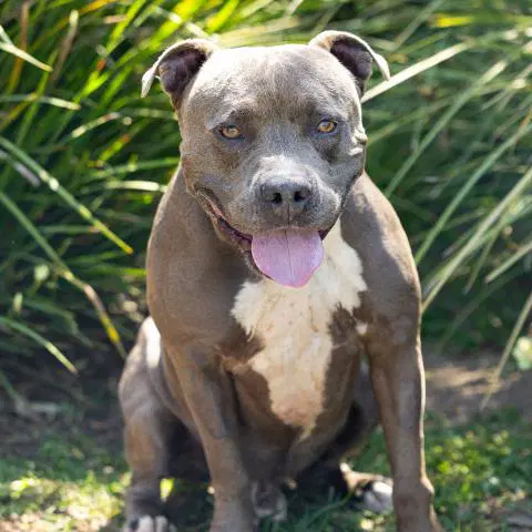 Gauge - Pit Bull Terrier