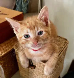 Ginger image 1