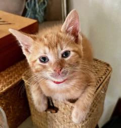 Ginger