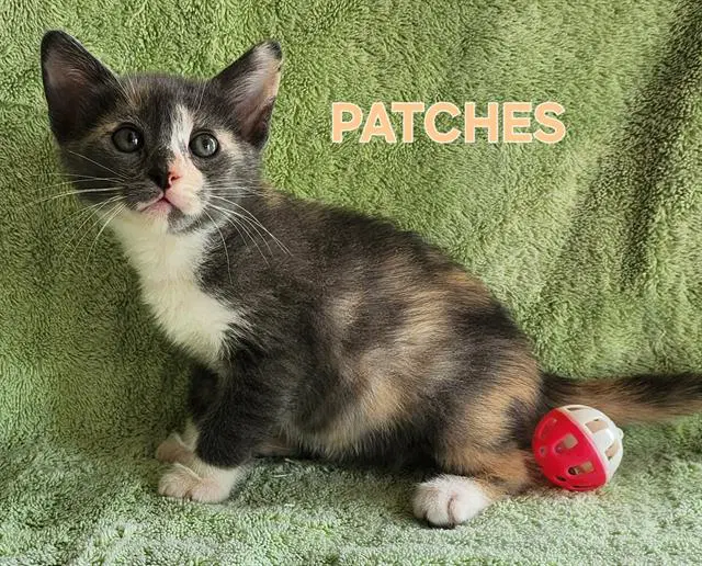 Patches image 1