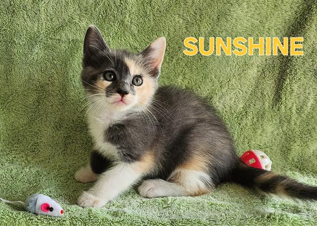 Sunshine