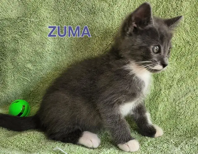 Zuma image 1