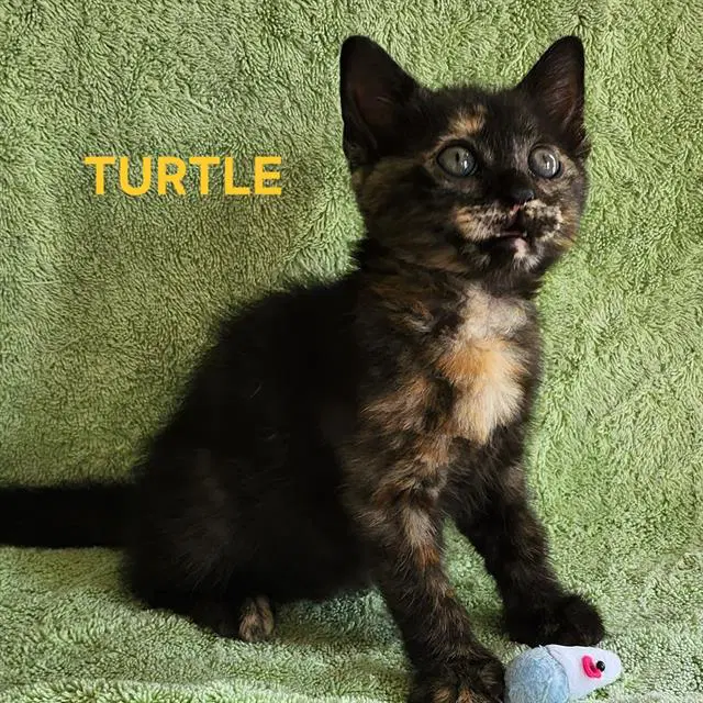 Turtle image 1
