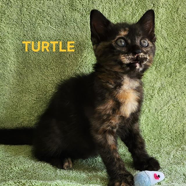 Turtle