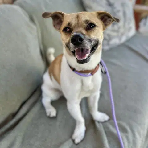 Pinto Bean - Chihuahua