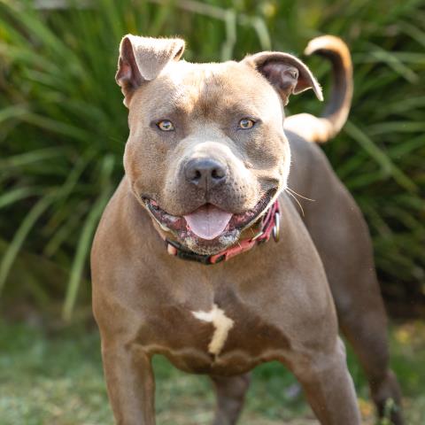 Smokey, Pit Bull Terrier (medium coat)