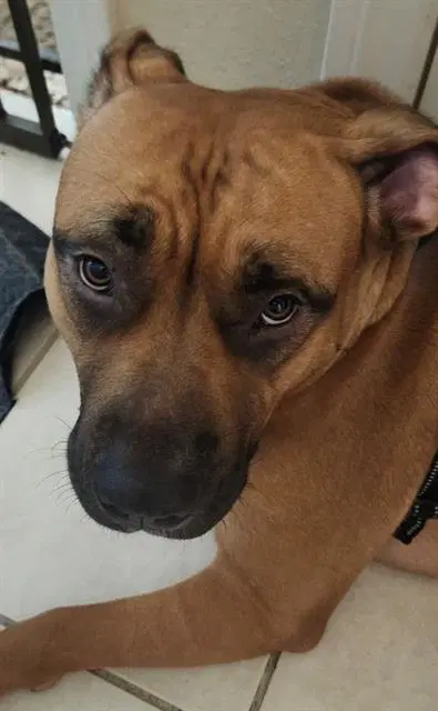 Canella - Boxer