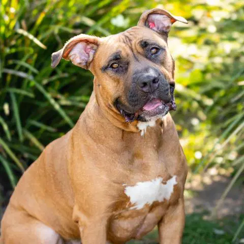Canela - Boxer