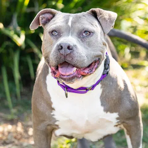 Squish - Pit Bull Terrier