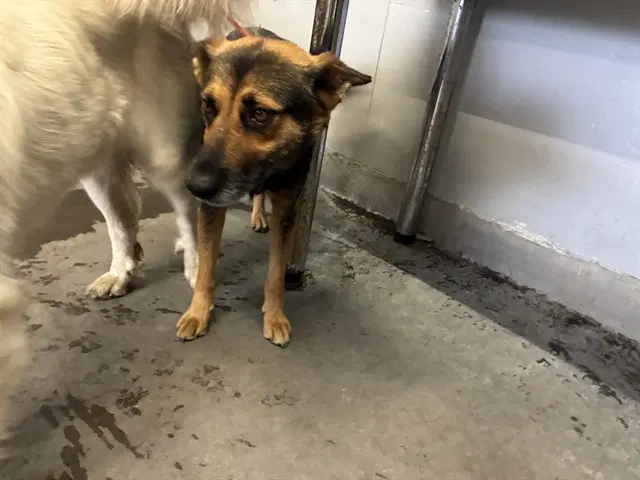 Louise - German Shepherd Dog
