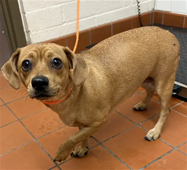 Darla - Dachshund