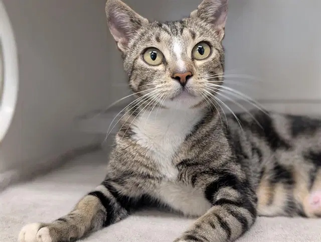 Unknown - Domestic Short Hair
